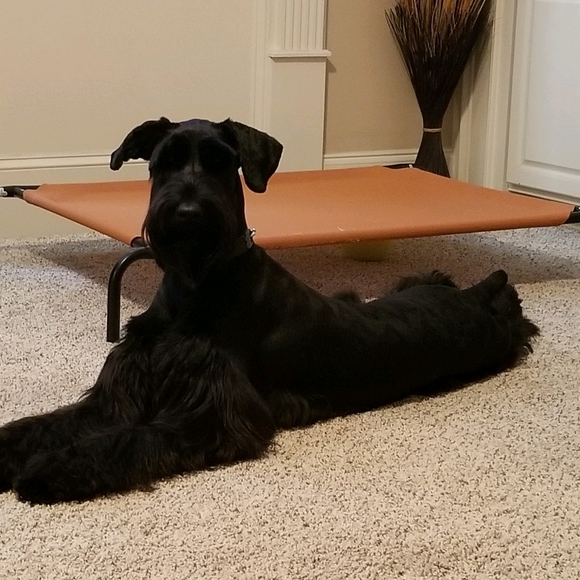 Meet your Posher, Dimitria - Picture 3 of 5